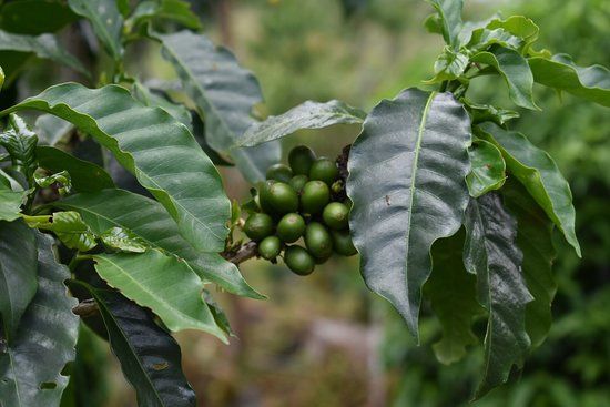 Lava Java