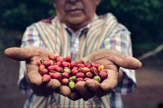 El Trapiche Ecológico Galápagos